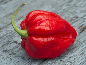 Which are the hottest peppers?