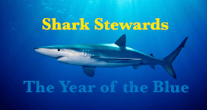 Blue Shark Banner2