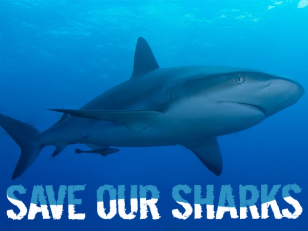 Sharks