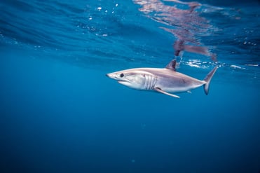 mako shark menu ban uae