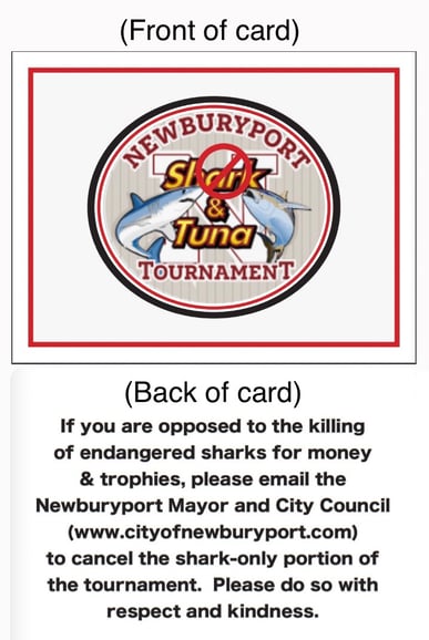 no shark kill newburyport card